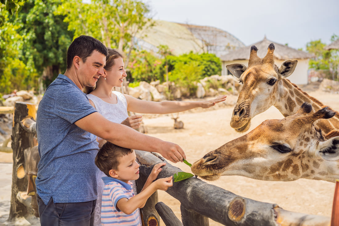 Family feeding giraffes on spring break in Florida