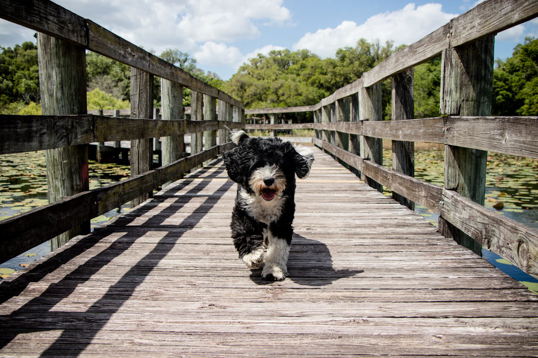 Dog walking on a boardwalk in Florida