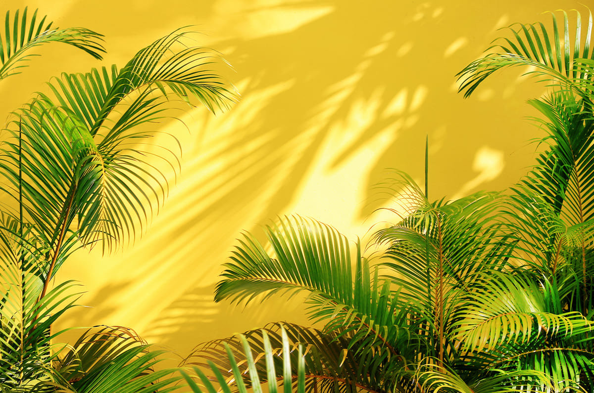 A beautiful yellow wall with palm trees in front.