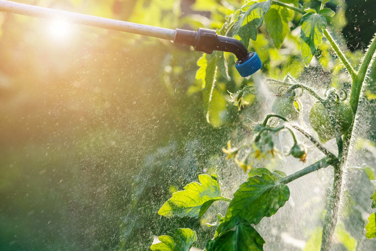 Spraying an eco-friendly pest control spray on a tomato plant.